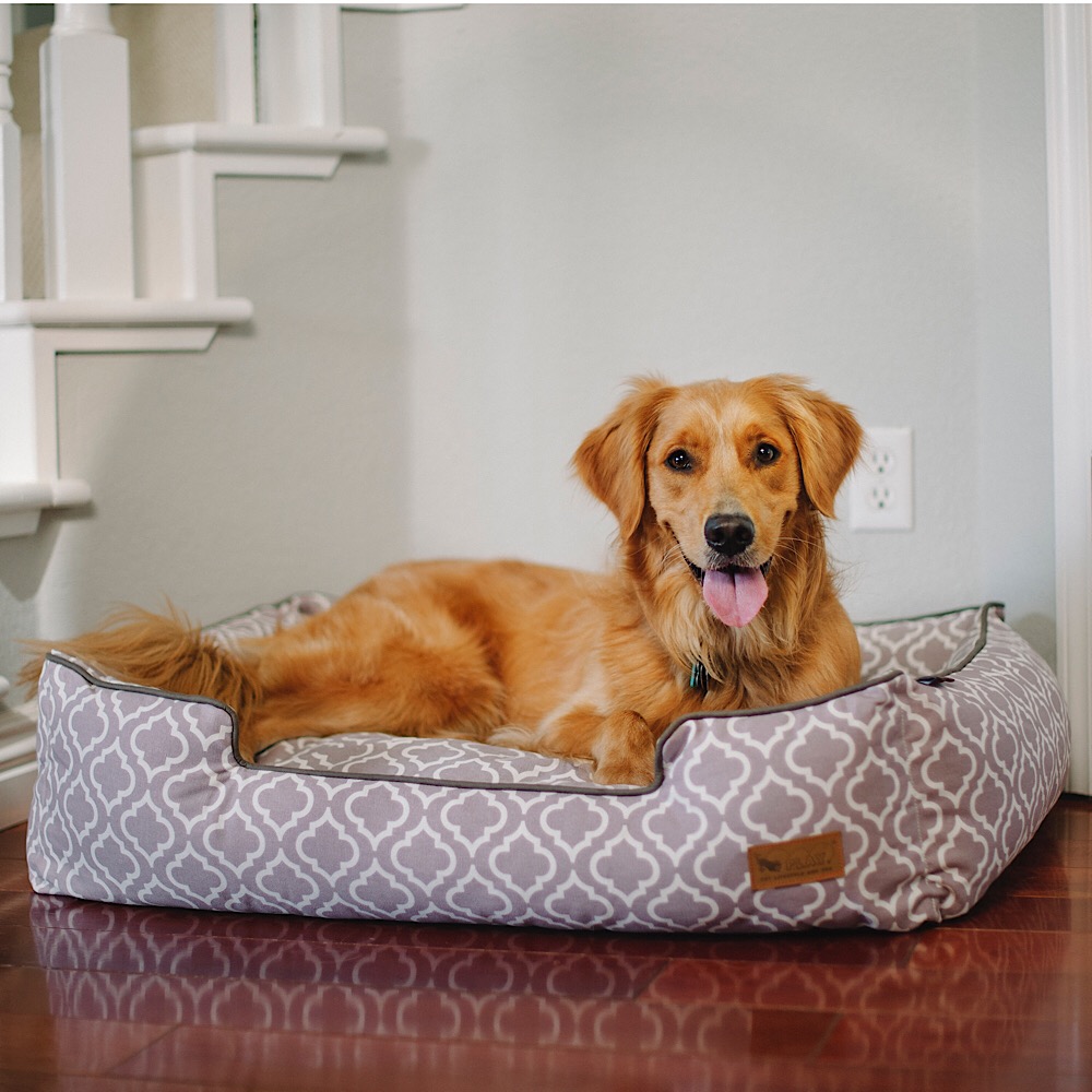 P.L.A.Y. A Dog Bed Company Interview Entertainment Vine