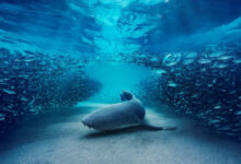 Blue Planet III