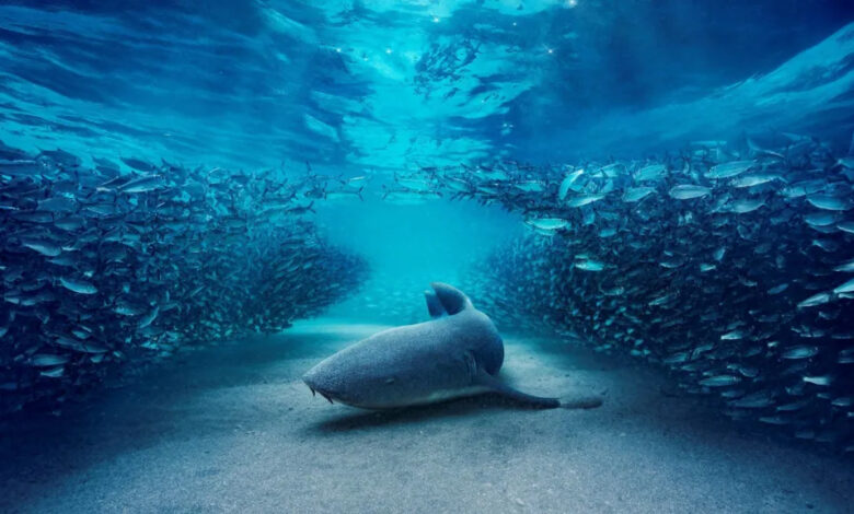 Blue Planet III